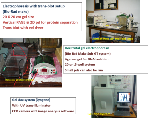 Electrophoresis with western blot and Geldoc system
