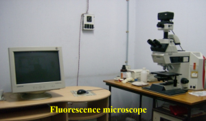 Fluorescence Microscope